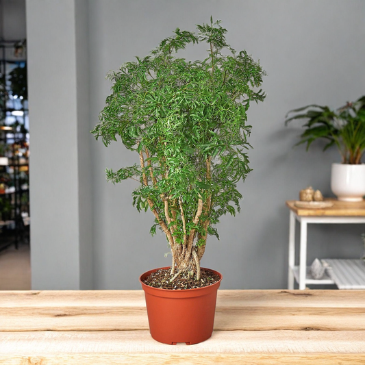 Aralia Ming Stump Plant