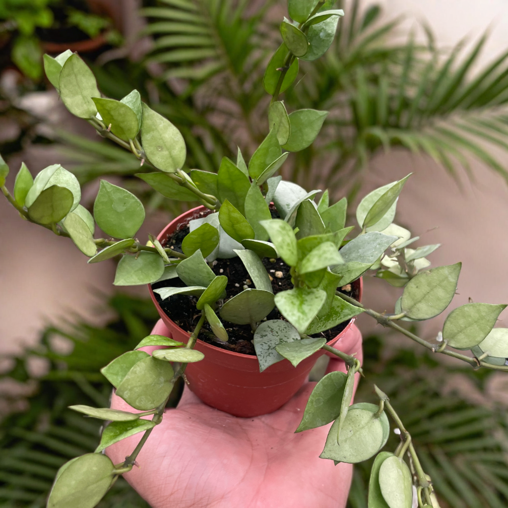 Hoya 'Krohniana Super Silver'