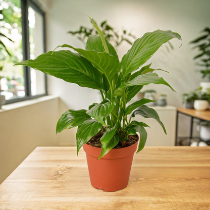 Spathiphyllum 'Peace Lily'