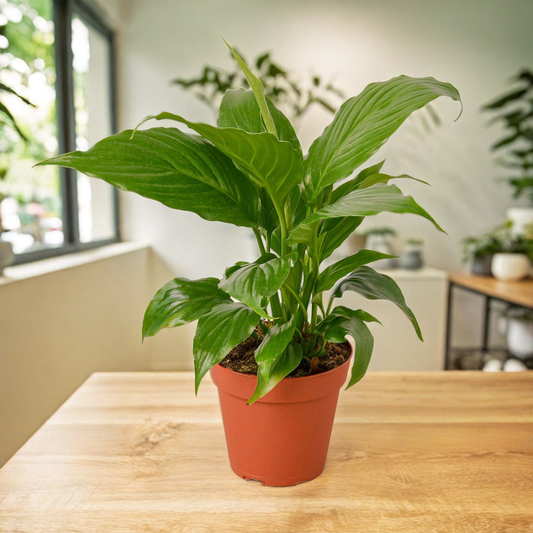 Spathiphyllum 'Peace Lily'