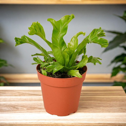 Bird’s Nest Leslie Fern