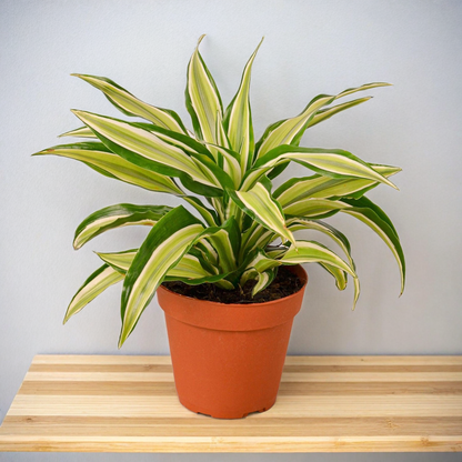 Dracaena 'Malaika'