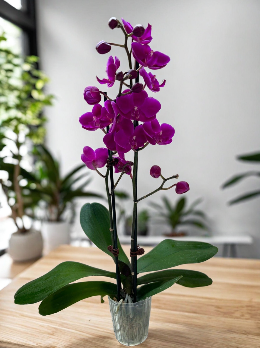 Orchid 'Purple Phalaenopsis'