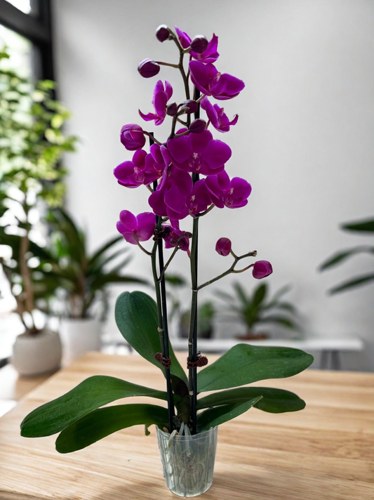 Orchid 'Purple Phalaenopsis'