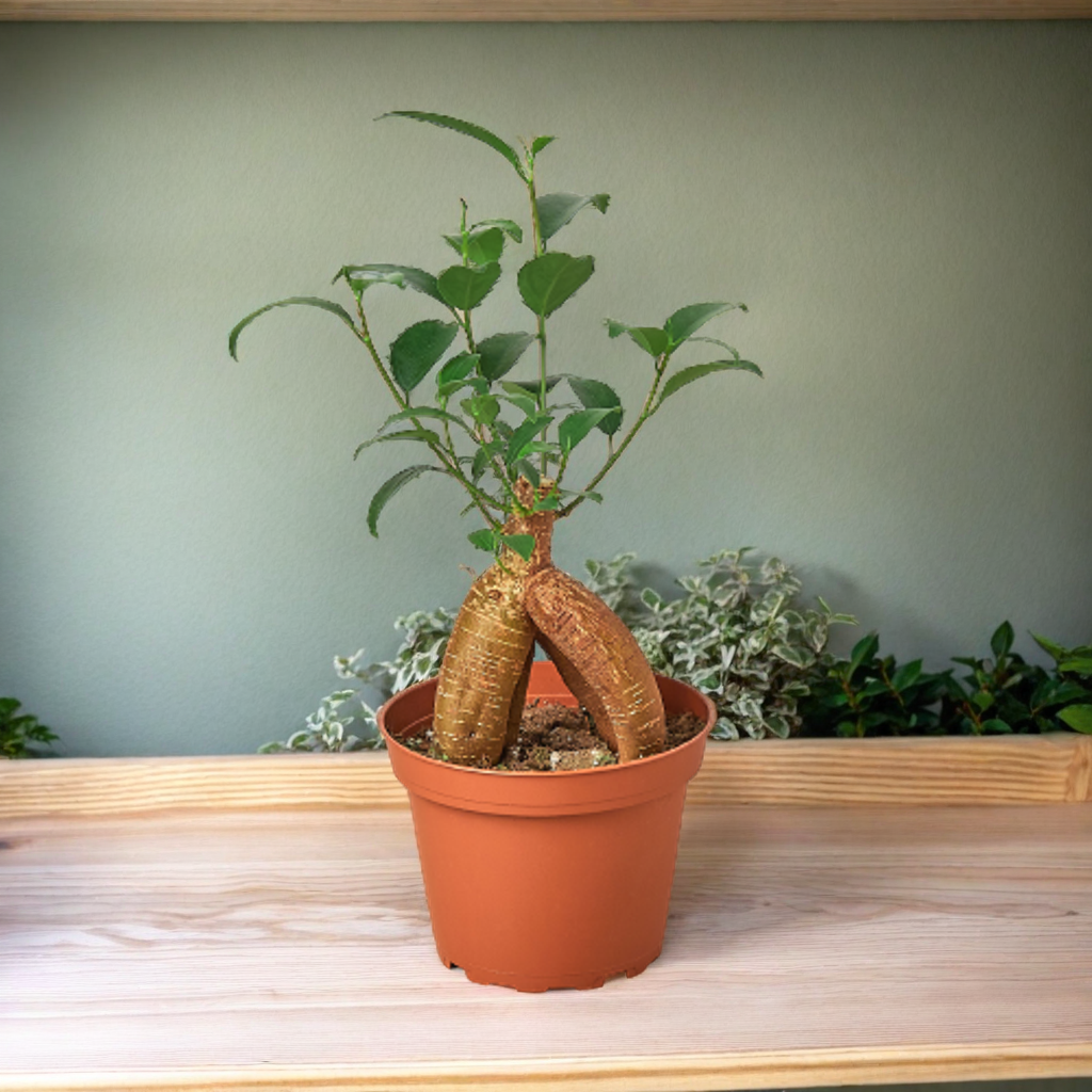 Ficus 'Ginseng'