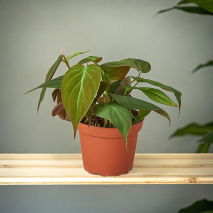 Philodendron 'Velvet'