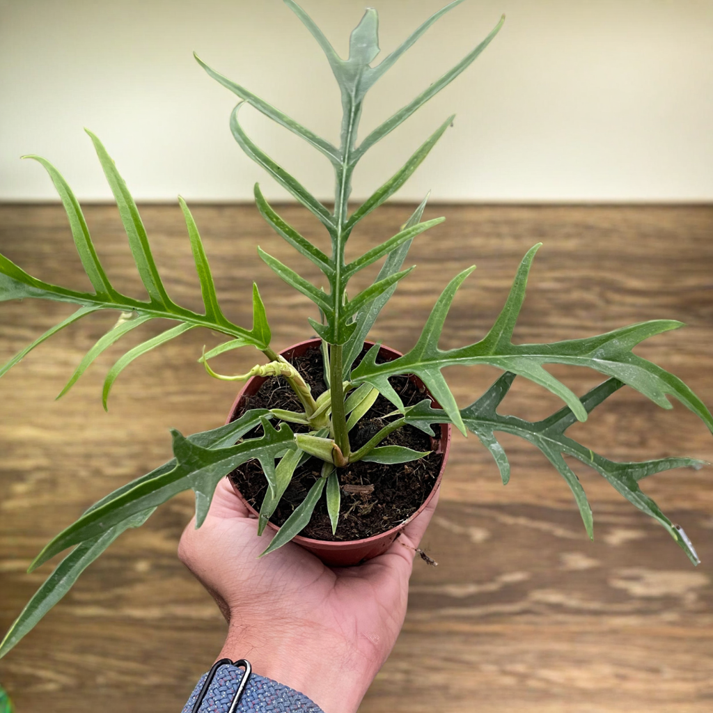 Philodendron 'Tortum'