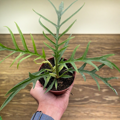 Philodendron 'Tortum'