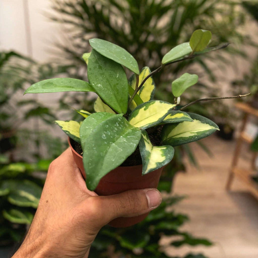 Hoya Carnosa 'Krimson Princess'