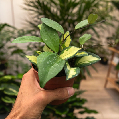 Hoya Carnosa 'Krimson Princess'