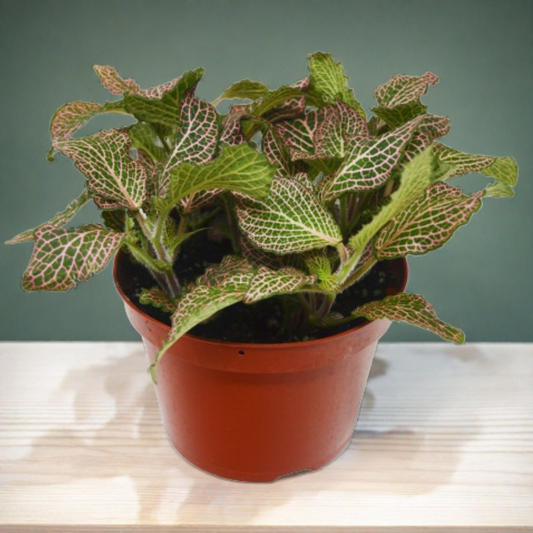 Fittonia 'Pink'