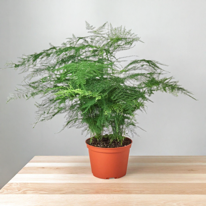 Fern 'Asparagus'