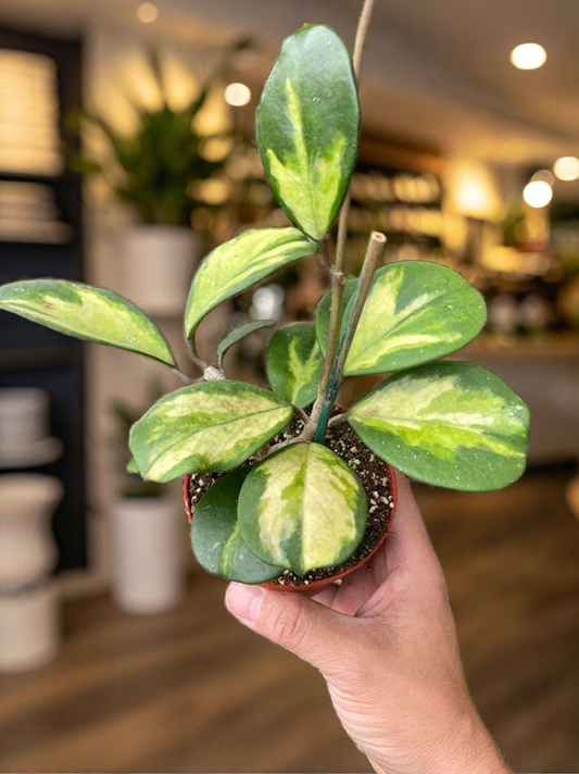 Hoya Obovata Reverse