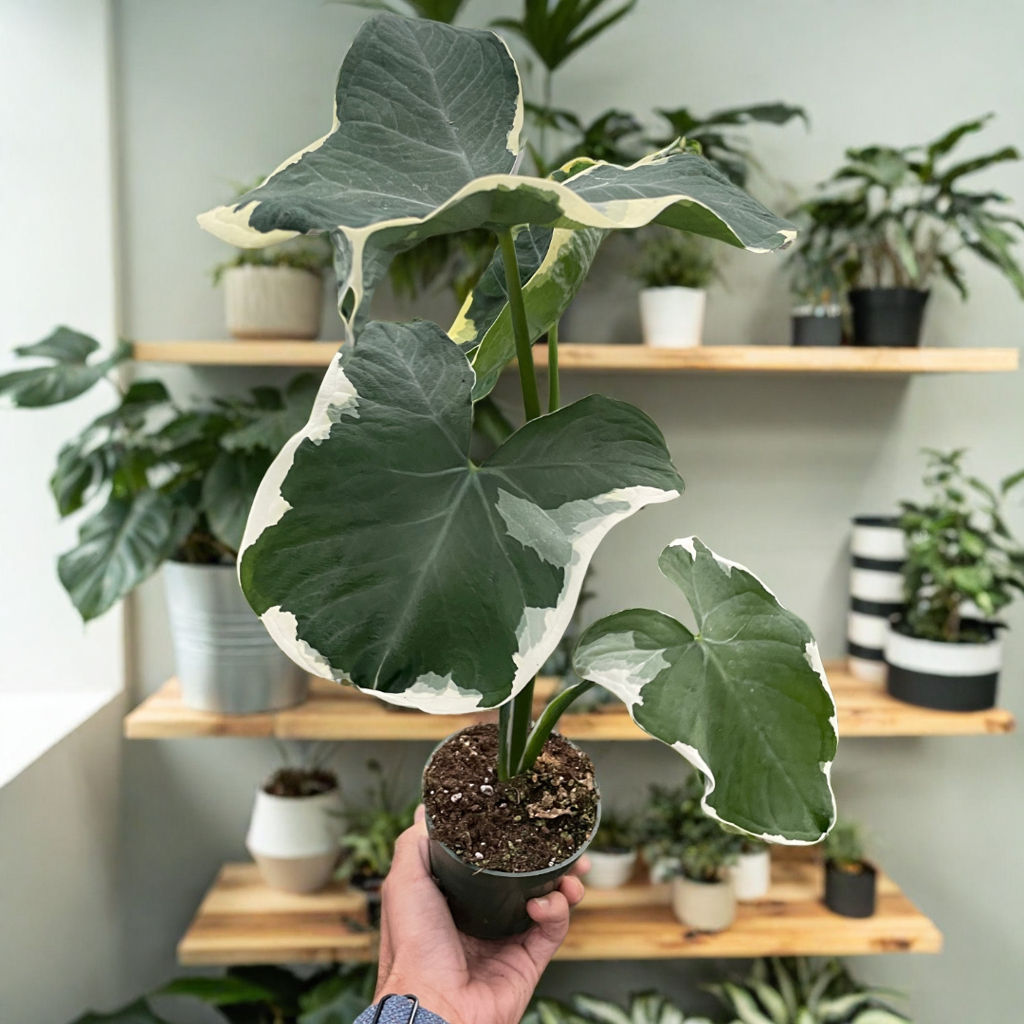Alocasia 'Mickey Mouse' (Xanthosoma sagittifolium 'Variegatum Monstrosum')