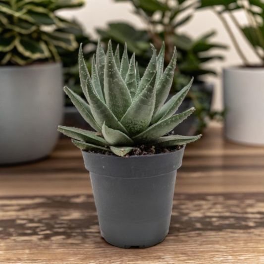 Succulent Haworthia Savanna 'Little Warty'