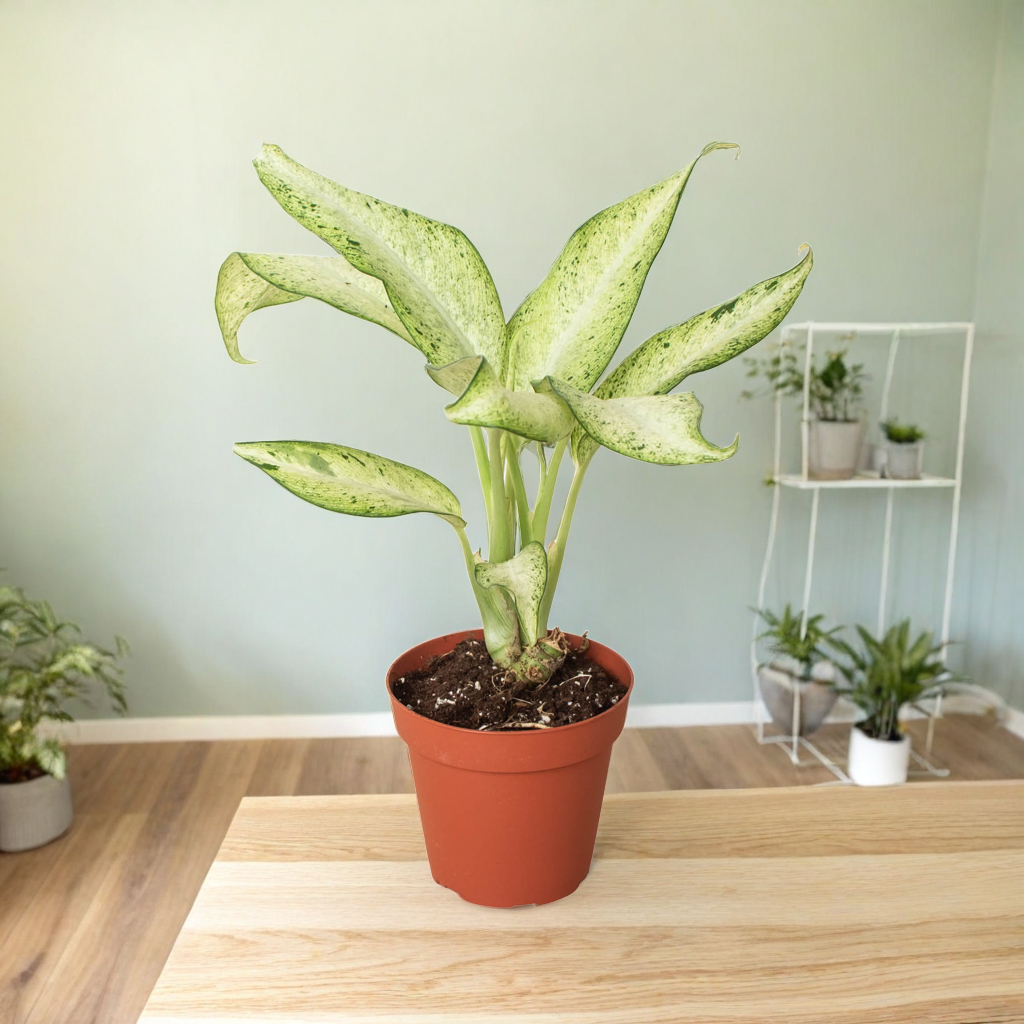 Dieffenbachia 'Camouflage'