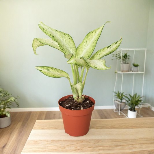 Dieffenbachia 'Camouflage'