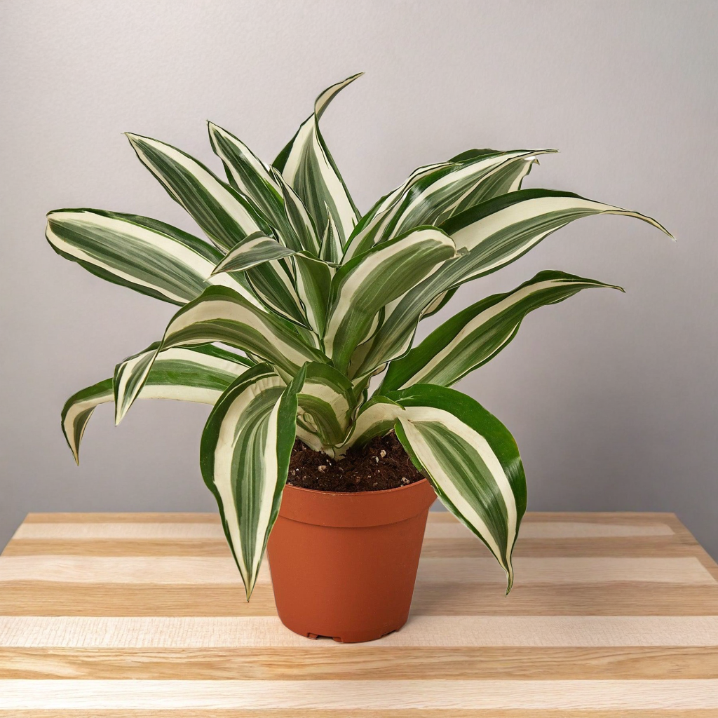 Dracaena 'Warneckii White Jewel'