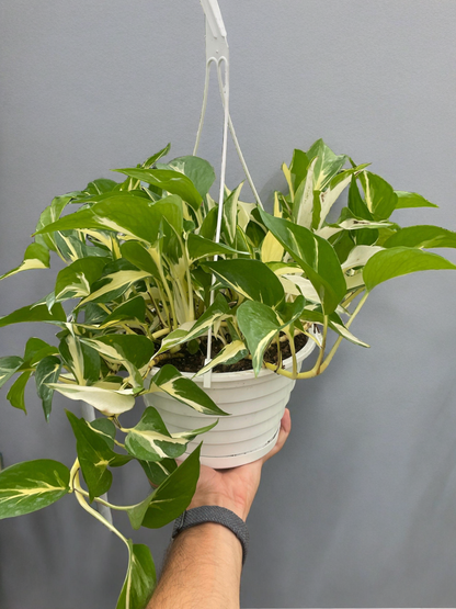 Pothos 'Mutant Manjula'