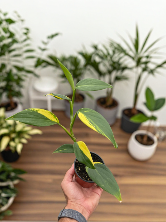 Scindapsus 'Coriaceus'