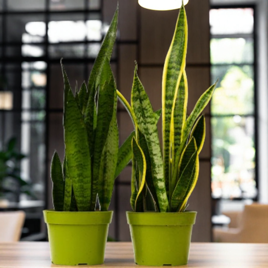 2 Snake (Sansevieria) Plant Variety Pack - 6" Pot