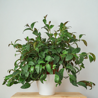 Lipstick Black Pagoda