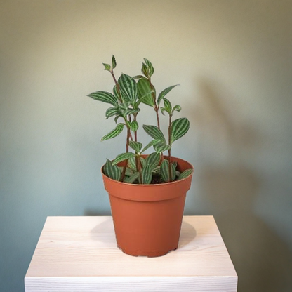 Peperomia 'Parallel'