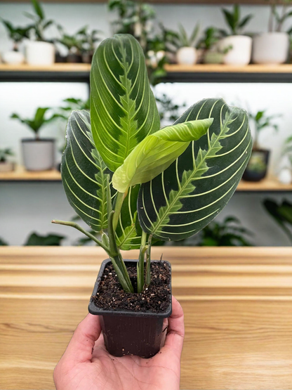 Maranta 'Lemon Lime'