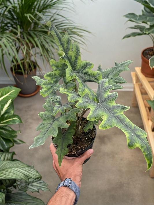 Alocasia 'Jacklyn'