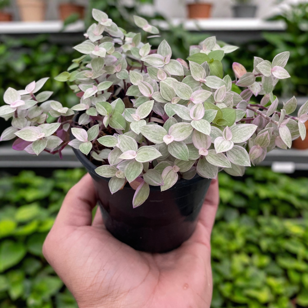 Tradescantia Callisia 'Pink Panther'