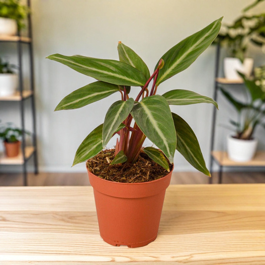 Stromanthe Sanguinea