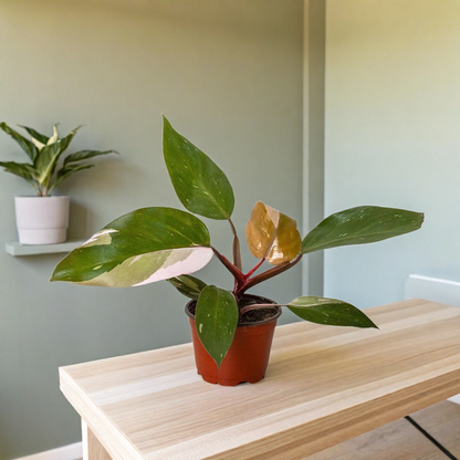 Philodendron 'Pink Princess'