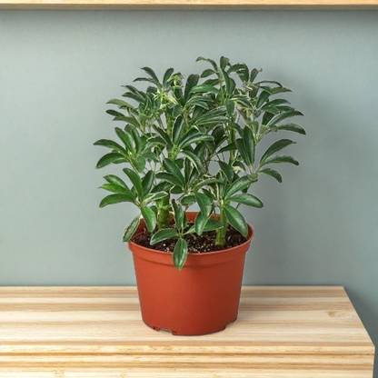 Schefflera Moonlight 'Umbrella Plant'