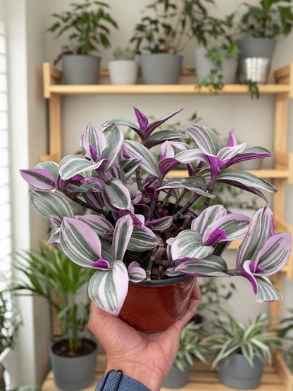 Tradescantia 'Nanouk'