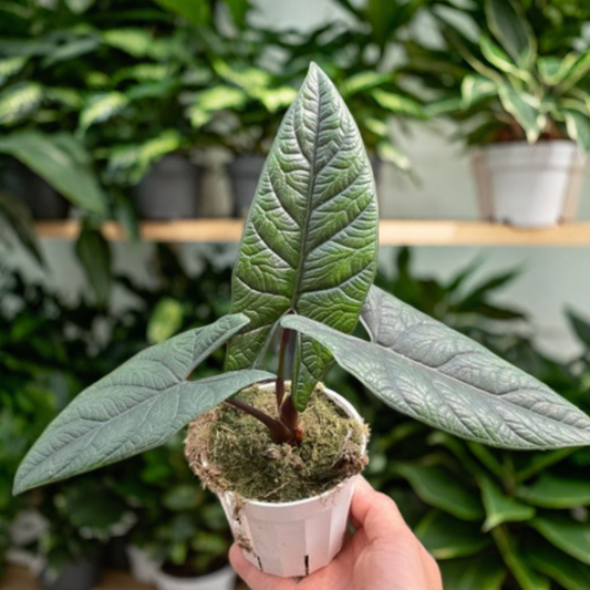 Alocasia 'Scalprum'
