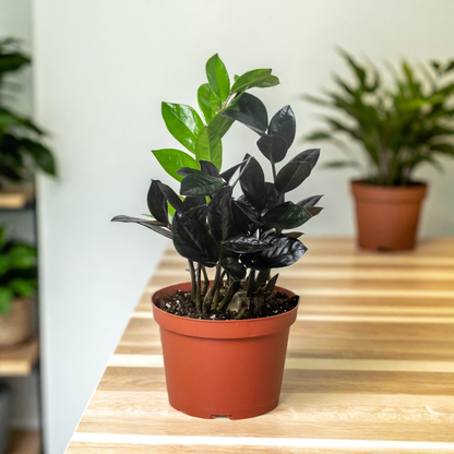 ZZ Zamioculcas 'Black Queen'