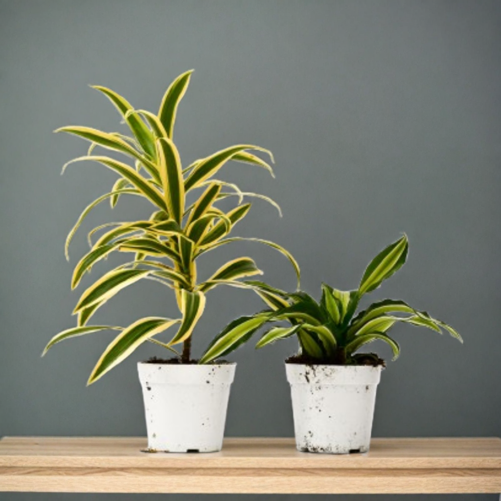 2 Dracaena Variety Pack - 4" Pot