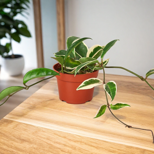 Hoya Carnosa 'Tricolor'