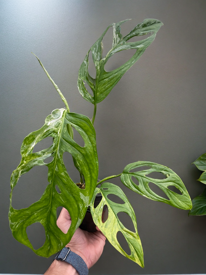 Monstera Adansonii 'Swiss Cheese Variegated'