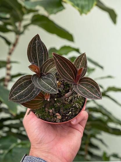 Ludisia Discolor