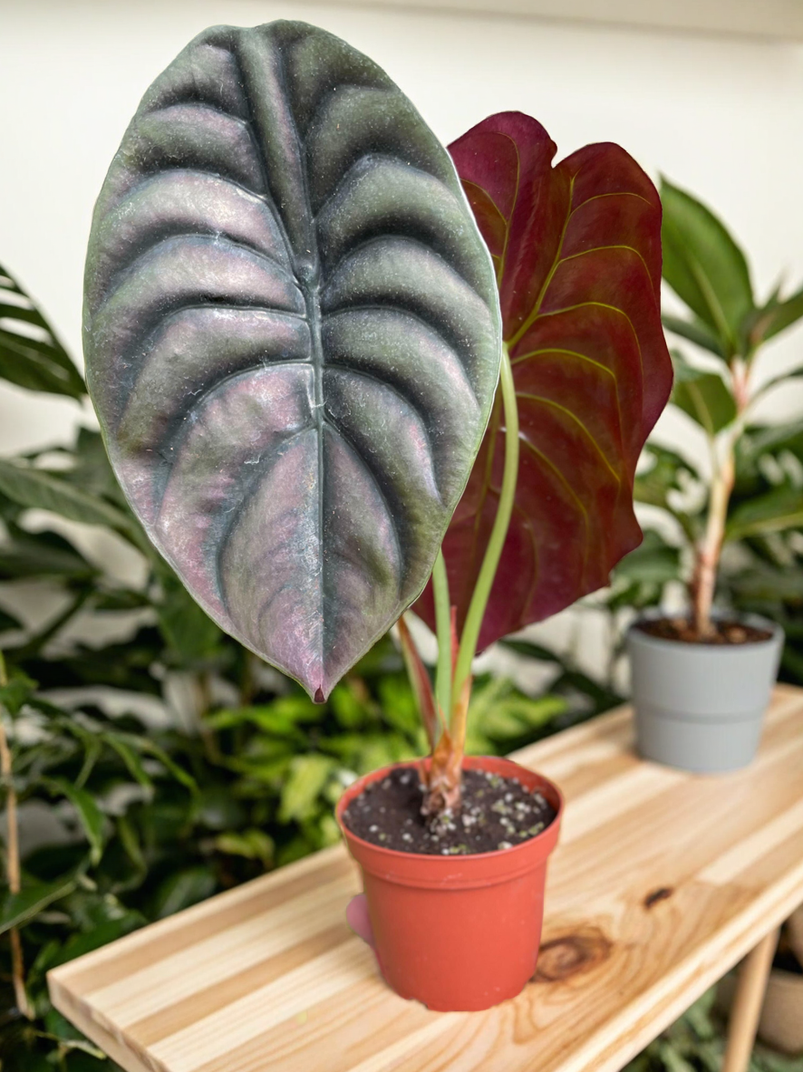 Alocasia 'Red Secret'