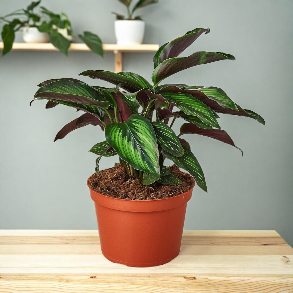 Calathea 'Beauty Star'