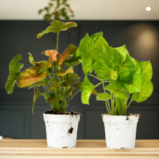 2 Syngonium Variety (Arrowhead Plant) / 4" Pot / Live Plant