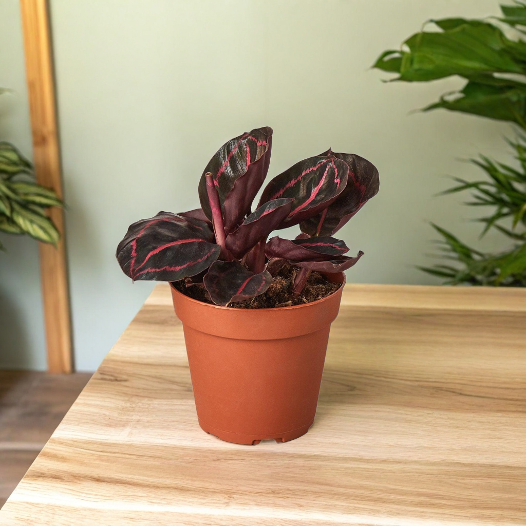 Calathea 'Dottie'