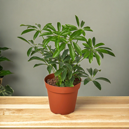 Schefflera Arboricola 'Umbrella'