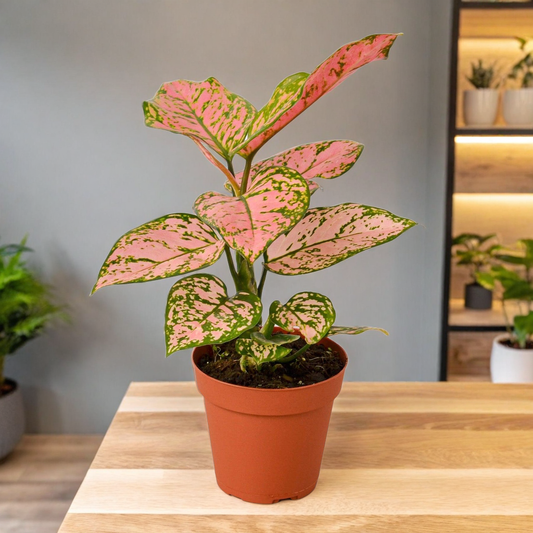 Chinese Evergreen 'Lady Valentine'