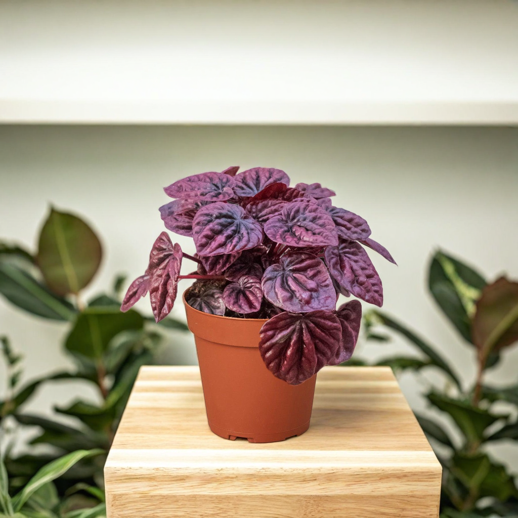 Peperomia 'Ripple Red'