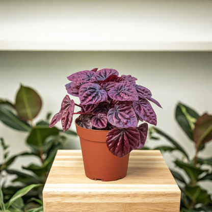 Peperomia 'Ripple Red'
