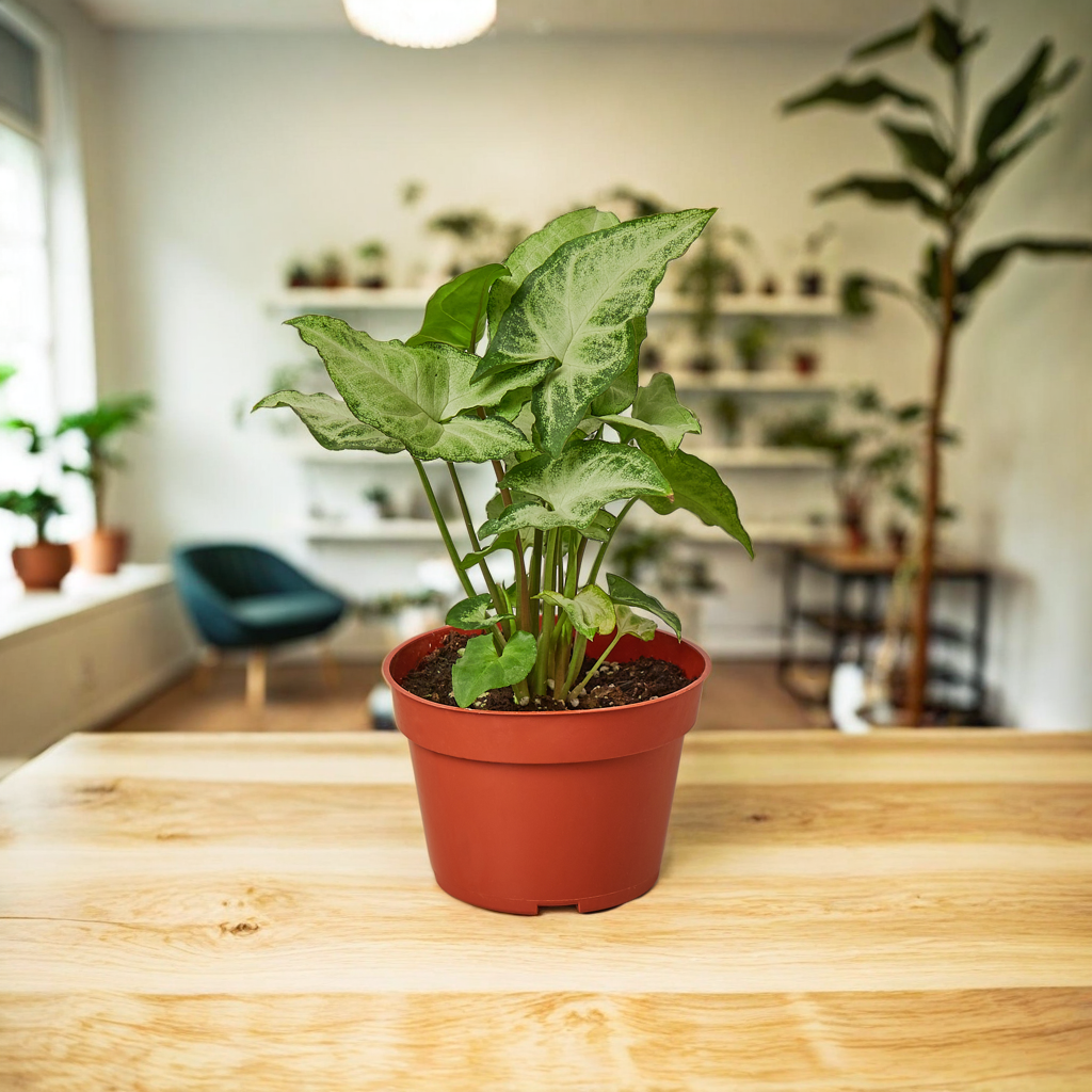 Syngonium White Butterfly
