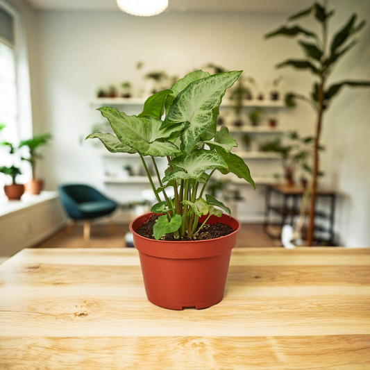 Syngonium White Butterfly